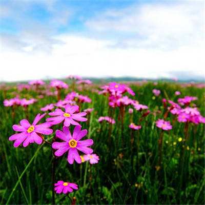 ku体育app官网版下载